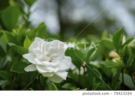 Gardenia flowers in early summer 78423284