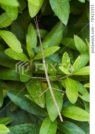 Stick insect seven sections, bamboo section insects Stick insect seven sections, bamboo section insects 78423355