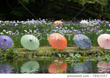 德川園菖蒲 德川園菖蒲 78423357