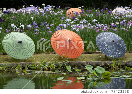 Tokugawaen irises 78423358