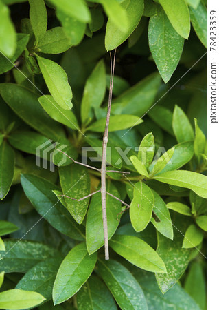 Stick insect seven sections, bamboo section insects 78423359