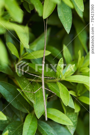 Stick insect seven sections, bamboo section insects 78423360