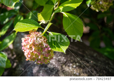 凋謝的繡球花 78423497
