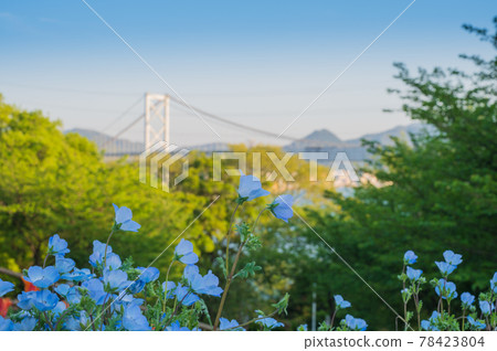 從春天在日野山公園盛開的美麗花田看到的關門海峽 78423804