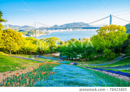 春天在日野山公園綻放的美麗花田 78423805