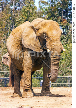 Elepant in San Diego  Zoo. 78423837