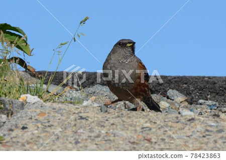 高山野鳥岩日張 高山野鳥岩日張 78423863