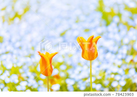 Beautiful flower field blooming in Hinoyama Park in spring Beautiful flower field blooming in Hinoyama Park in spring 78423903