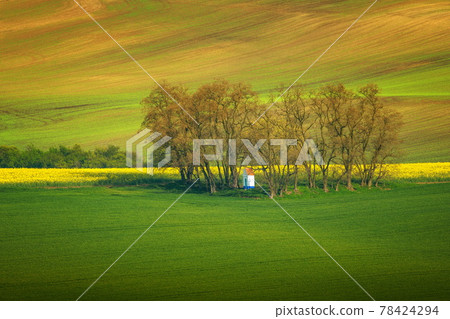The small white Santa Barbara chapel surrounded by rape and wheat fields. Beautiful abstract colorful landscape with rolling hills in South Moravia, Czech Republic. 78424294