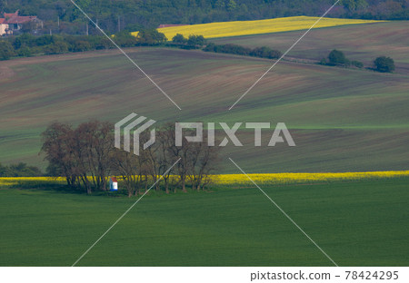 The small white Santa Barbara chapel surrounded by rape and wheat fields. Beautiful abstract colorful landscape with rolling hills in South Moravia, Czech Republic. The small white Santa Barbara chapel surrounded by rape and wheat fields. Beautiful abstract colorful landscape with rolling hills in South Moravia, Czech Republic. 78424295