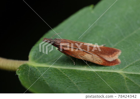 Kabao Off Sakibaga 78424342