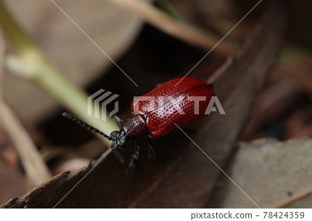 Yellow leaf beetle Yellow leaf beetle 78424359