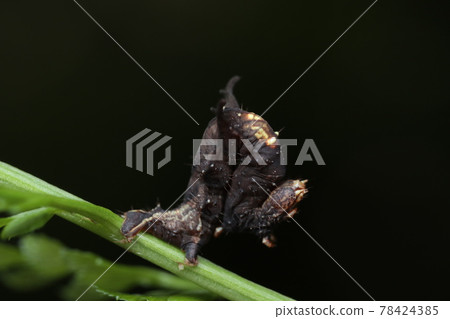 Chromone Kiribaedashaku larva Chromone Kiribaedashaku larva 78424385