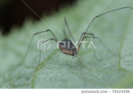 Goghetto吉非特甲蟲 78424396