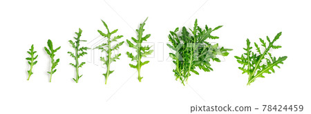 Arugula, Arugula, Ruccola Leaves, Rucola, Eruca or Roquette Salad Arugula, Arugula, Ruccola Leaves, Rucola, Eruca or Roquette Salad 78424459