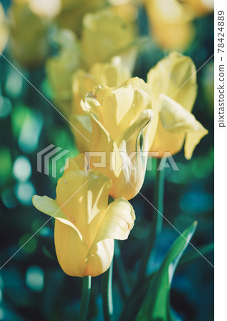 Bright flowers of yellow tulips on a spring meadow Bright flowers of yellow tulips on a spring meadow 78424889