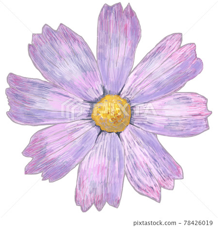 Cosmos_Real Touch_Square Cosmos_Real Touch_Square 78426019
