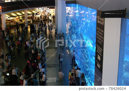 迪拜購物中心水族館中的一個巨大的水族館。 78426024