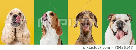 Art collage made of funny dogs different breeds on multicolored studio background. 78426147