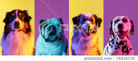 Art collage made of funny dogs different breeds on multicolored studio background in neon light. Concept of motion, action, pets love, animal life. Look happy, delighted. 78426150