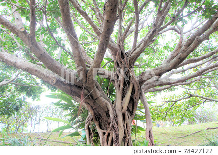 美麗的榕樹與陽光 78427122