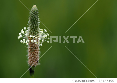 Plantago flower isolated on green Plantago flower isolated on green 78427390