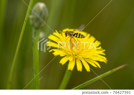 hoverflies on dandelion flower hoverflies on dandelion flower 78427391