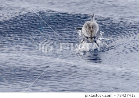 striped Dolphin while jumping in the deep blue sea striped Dolphin while jumping in the deep blue sea 78427412