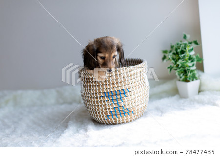 小狗 Kaninhen 臘腸 小狗 Kaninhen 臘腸 78427435