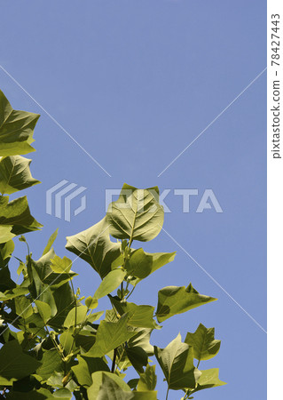 Tulip tree Tulip tree 78427443