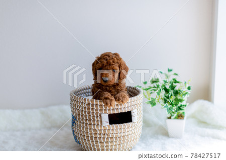 Puppy toy poodle Puppy toy poodle 78427517