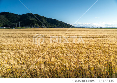 Wheat field spreading all over Wheat field spreading all over 78428430