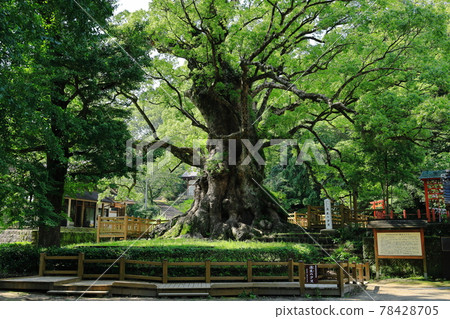 Biggest tree in Japan Biggest tree in Japan 78428705