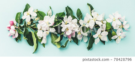 Flat-lay of white apple blossom flowers over light blue background, top view, flat lay Flat-lay of white apple blossom flowers over light blue background, top view, flat lay 78428796