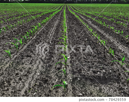 Seedling corn in the season when it rains. Farmers have planted. Seedling corn in the season when it rains. Farmers have planted. 78429359