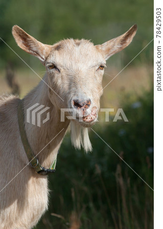 The goat's portrait and her funny smile 78429503