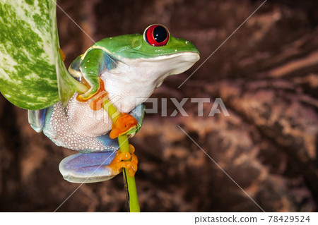 Red eyed tree frog sitting on the plant mast Red eyed tree frog sitting on the plant mast 78429524
