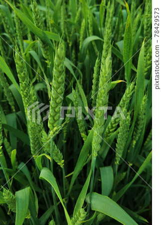 fresh green wheat field during summer day. fresh green wheat field during summer day. 78429573