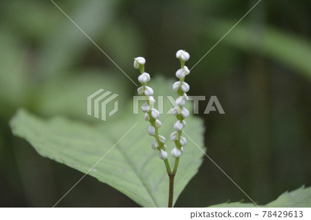 鋸緣金花,兩個人的萌芽。 鋸緣金花,兩個人的萌芽。 78429613