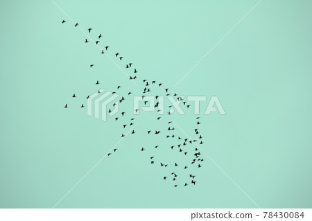 Fall: flocks of migratory birds fly to warmer climes Fall: flocks of migratory birds fly to warmer climes 78430084