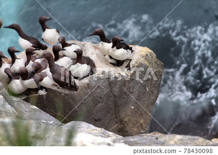 The Guillemots on eaves The Guillemots on eaves 78430098