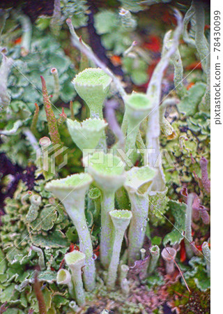 Beautiful lichens in the form of glass Beautiful lichens in the form of glass 78430099
