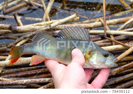 autumn perch 78430112