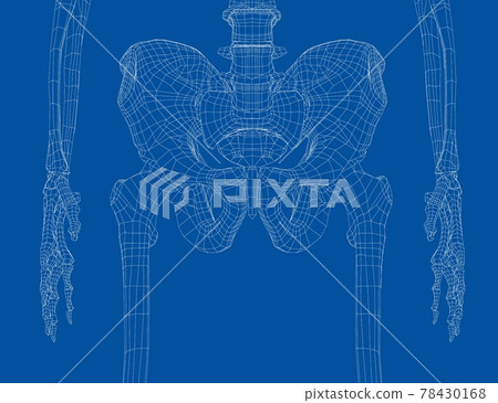 Skeleton of the human pelvis. Vector Skeleton of the human pelvis. Vector 78430168