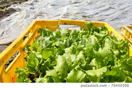 Organic vegetable seedlings in a box on a farm, selective focus. Organic vegetable seedlings in a box on a farm, selective focus. 78430308