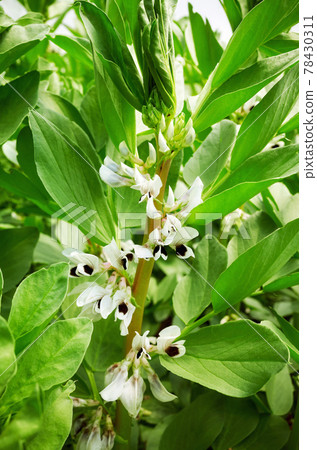 Close up picture of flowering broad bean (Vicia faba), selective focus. Close up picture of flowering broad bean (Vicia faba), selective focus. 78430311