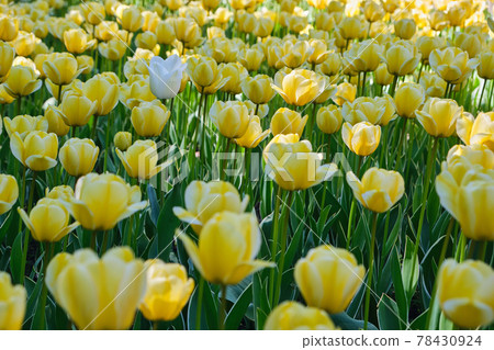 Tulip field with beautifully colored blooming tulips 78430924