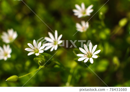 Green grass and chamomiles in the nature. Green grass and chamomiles in the nature. 78431080