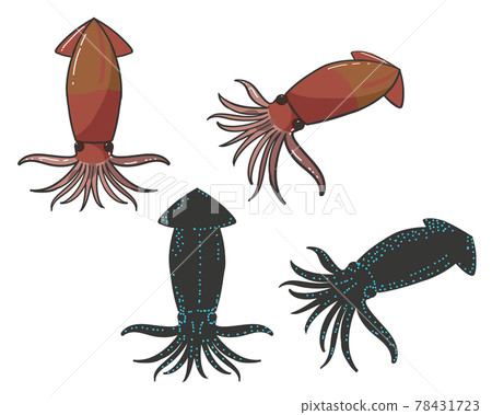 螢火蟲魷魚 螢火蟲魷魚 78431723