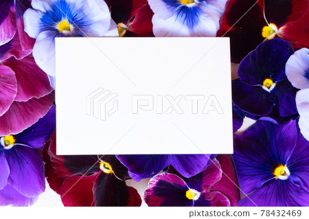 Pansy flowers styled stock scene 78432469